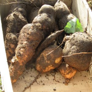 IMG_3488 Romanawa kumara reduced