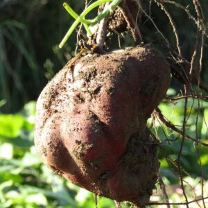 IMG_3662 matakauri kumara reduced