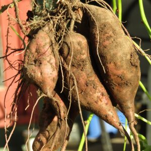 IMG_3982-Candy-Kumara