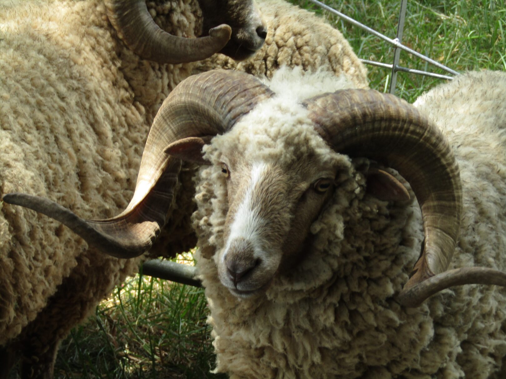 Arapawa sheep