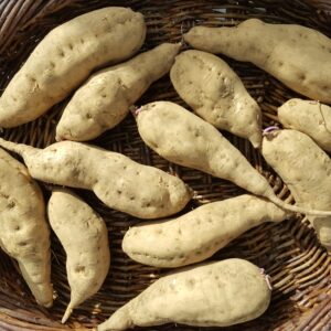 20230804_141904 Hawaiian Blue reduced