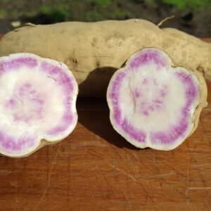 Kūmara - Hawaiian Blue