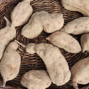 20230804_142934 Parapara reduced