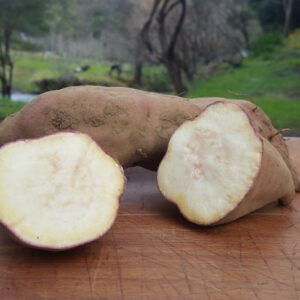 Kūmara - Ōwairaka Red