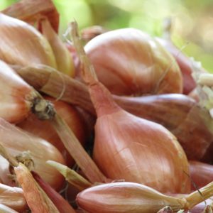 Tree Onions (250 grams)