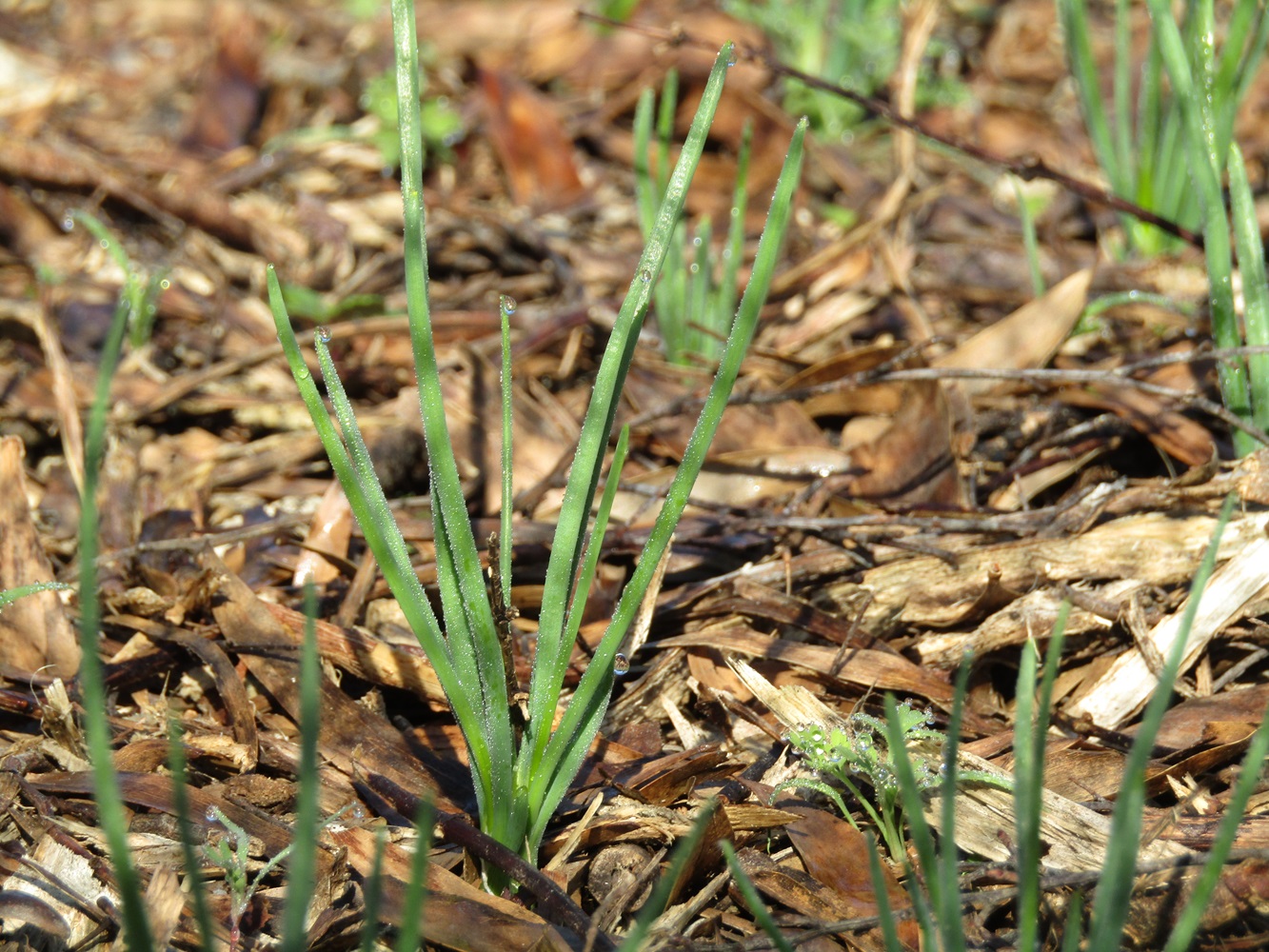 Brown Potato Onions - Image 2