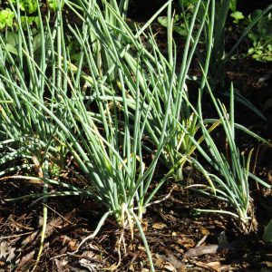 Mike's Multiplying Onions