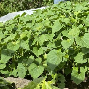 Kūmara - Kōwhai Candy (if out of stock more will be coming)
